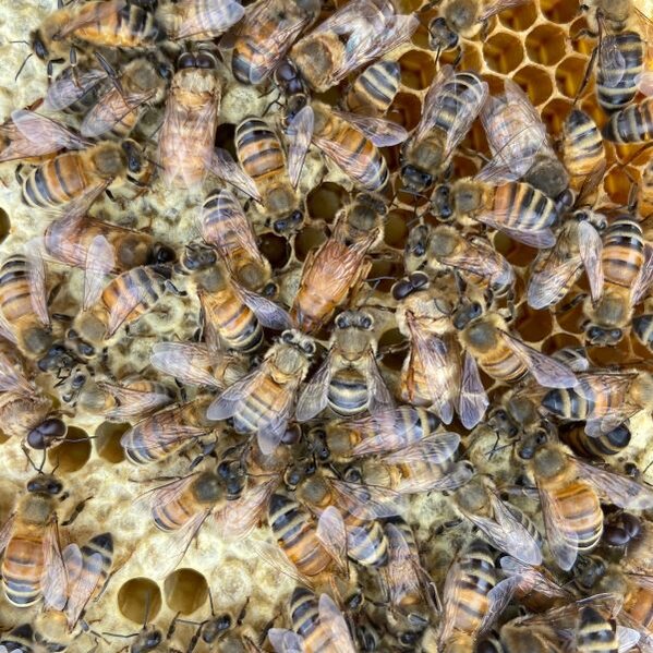 Bees on hive